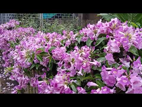 Video Cách trồng và chăm sóc cây lan tỏi nở nhiều hoa/How to... - youtube
