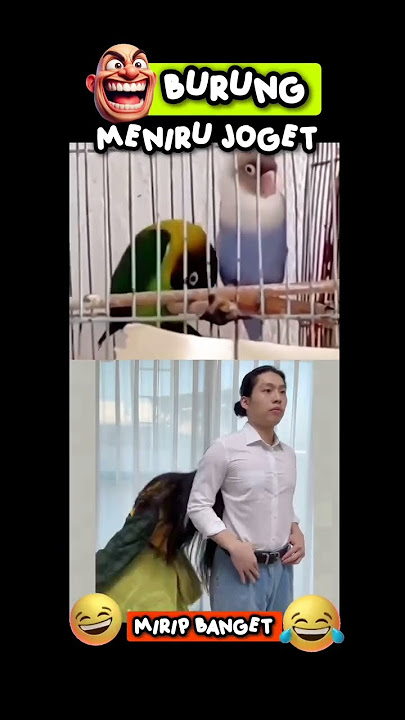 wah ko mirip banget ya hee... Joget gerakan animal bird (burung) #lucu #ngakak #dance #animals