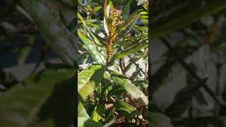 Aphid Infestation on Milkweed