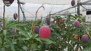 World Most Expensive Valuable Mango ?In Japan.  Modern Farm Technology