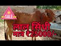 (197) ये गाय बिक गई है । लाल सिंधी गाय A2 Milk # Price ₹25000/-# Red Sindhi Cow # SOLD OUT