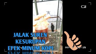 JALAK SUREN TERASA LOVEBIRD NGEKEK PANJANG ABIS VS KOLIBRI NINJA (KONIN) TEMBAKANNYA TERASA CILILIN