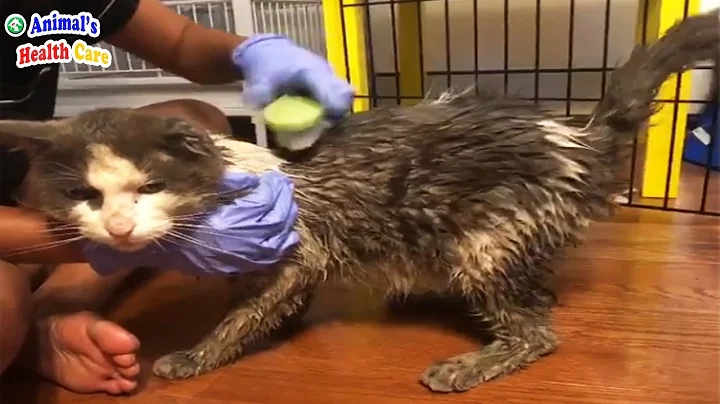 Am I Your Test Subject? Poor Cat Tearfully Tried to Overcome The Inhumanity - DayDayNews