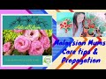 Malaysian Mums Care Tips and Propagation Tutorial