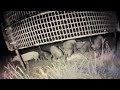 BIG PIG TRAP CATCHES WILD HOGS