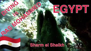 Египет / Diving in Ras Mohammed / Шарм эль Шейх