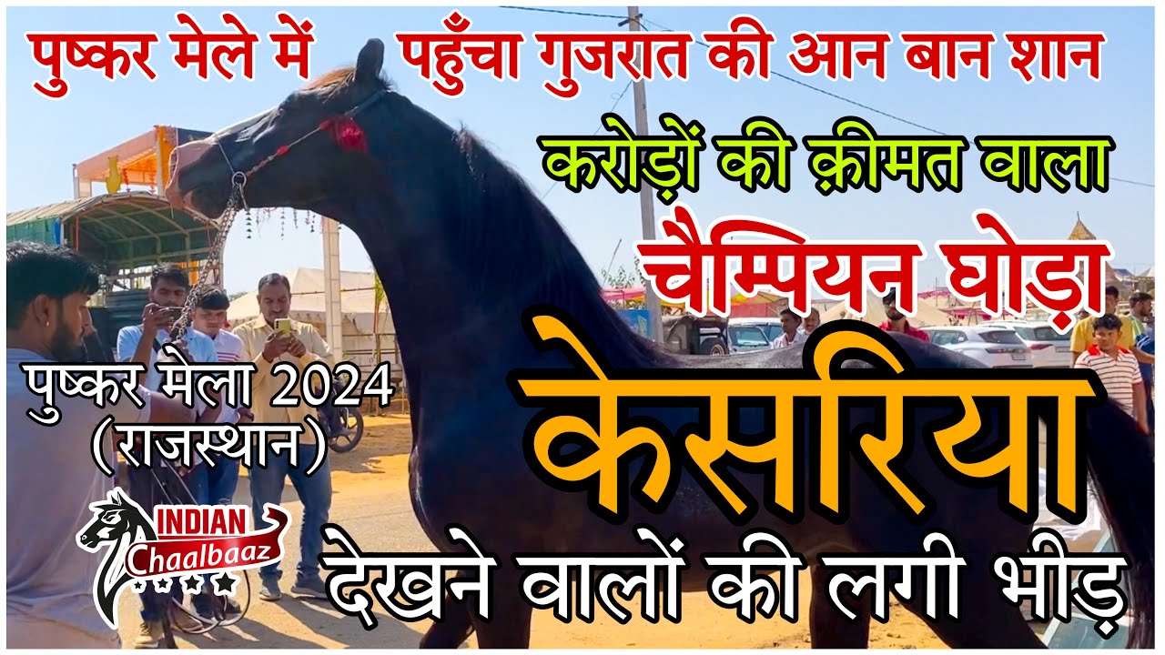 पुष्कर मेले में पहुँचा गुजरात की शान करोड़ों की क़ीमत वाला चैम्पियन घोड़ा केसरिया 