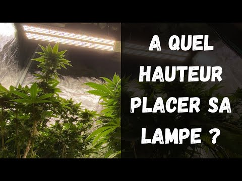 Vidéo: Quelle est la meilleure LED ou CFL pour la culture ?