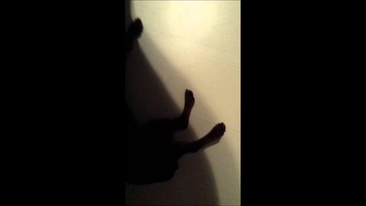 Chien zizi festif YouTube Chien zizi festif YouTube