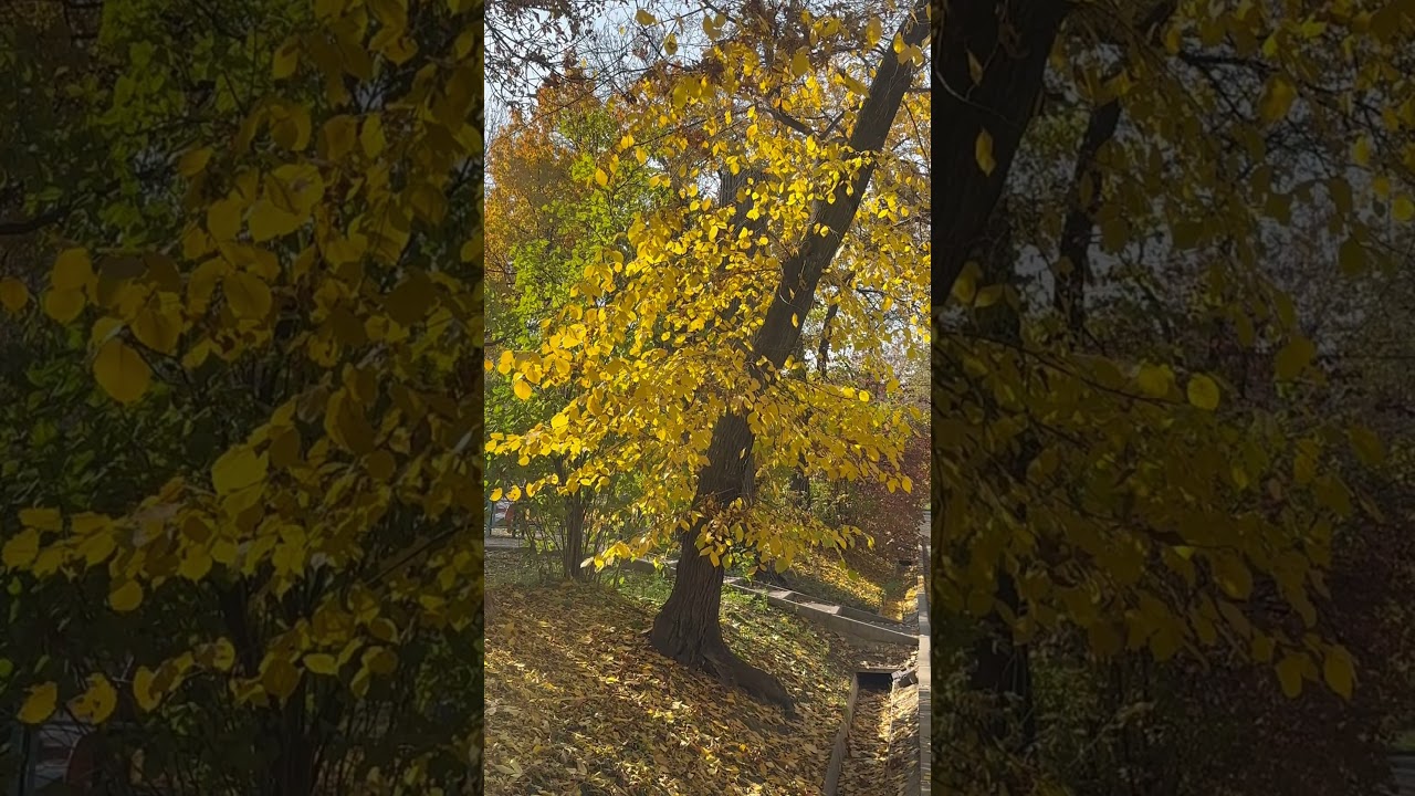 Алматы. Золотая осень в нашем городе. 25 октября 25-го года. 