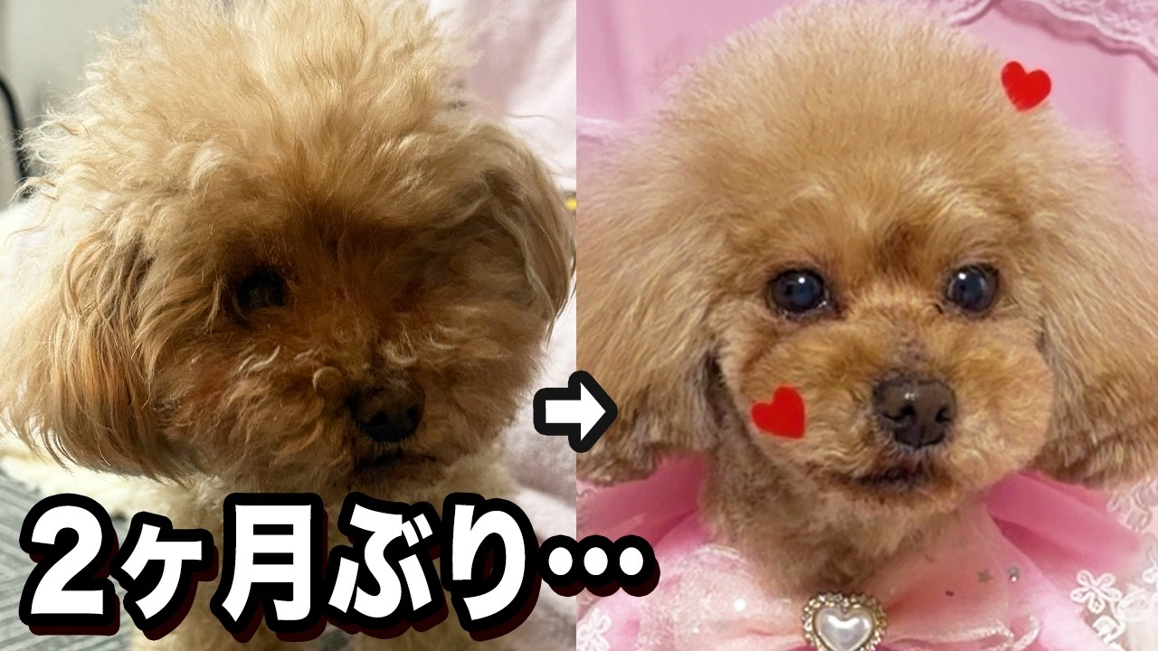 【激変】諸事情で2ヶ月ぶりのトリーミングになった結果…【トイプードル】