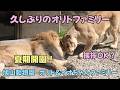 旭山動物園 久しぶりのオリトファミリー 夏期開園! 挨拶OK? Back with the Orito Family【English Subtitles】 Orito & Io family