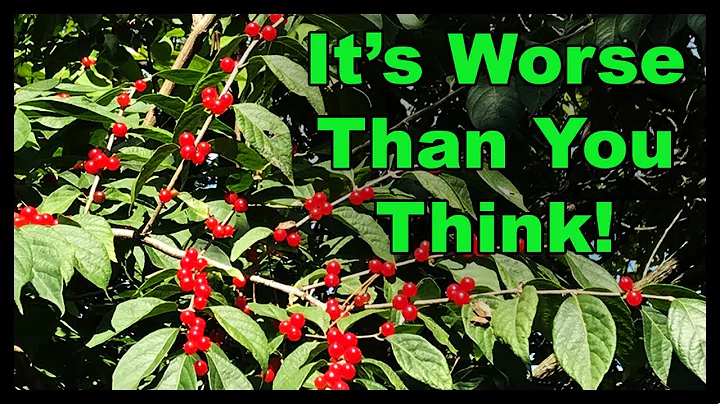 The HIDDEN Impact Invasive Bush Honeysuckle has on Amphibians!