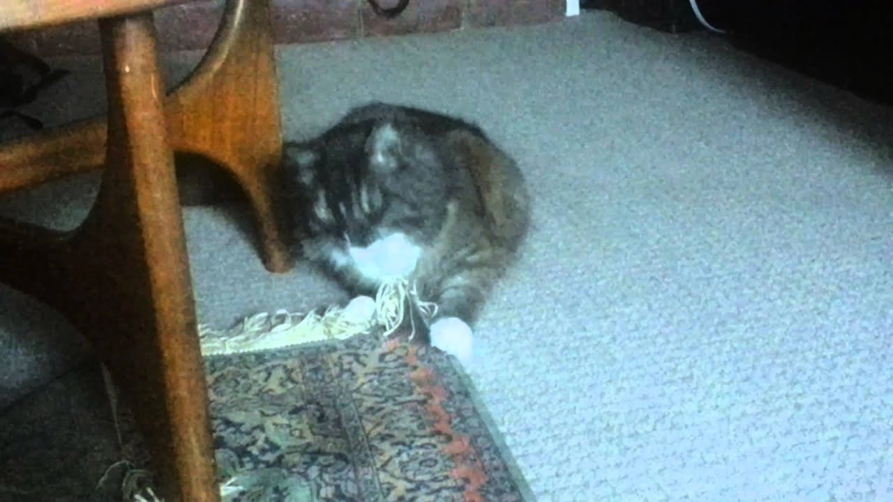 Hungry Pussy Eats Rug YouTube