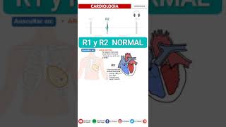 s1 and s2 heart sound | PRIMER Y SEGUNDO RUIDO CARDIACO - SEMIOLOGÍA FÁCIL: Auscultación Cardíaca screenshot 3