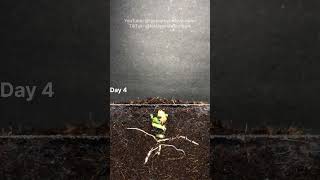 Pumpkin sprouting time lapse  #timelapse #plant #satisfying #garden