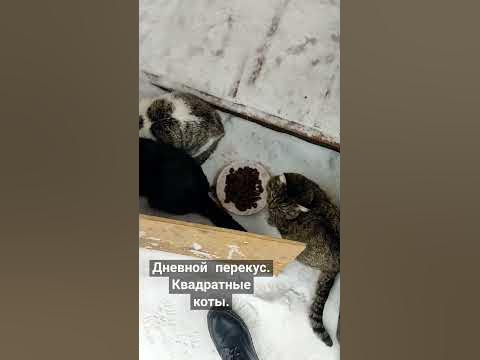 Квадратные коты кушают))) В сильные морозы кормлю чаще. - YouTube