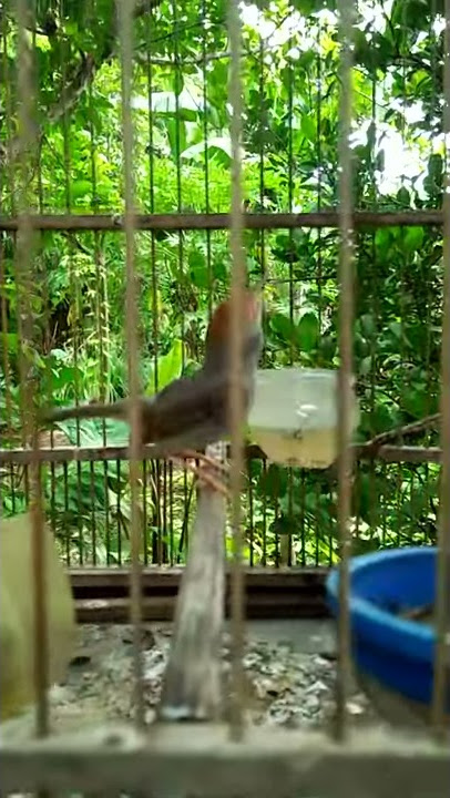 prenjak beti pikat mulai bolang lagi
