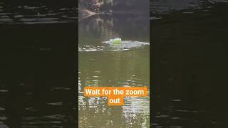 How Far Can My RC Boat Go? 🚤📡 #shorts #rcboat