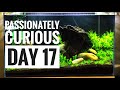 Aquascape Cinematic - 64.8L &quot;Passionately Curious&quot;- Day 17 Updates