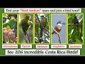 See 206 incredible costa rica birds