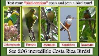 See 206 incredible Costa Rica Birds!