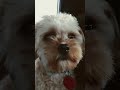 day 24 of posting random content #dog