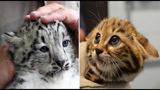 AMAZING Wild Cats You Didn't Know Existed