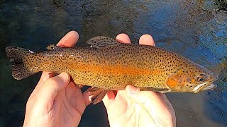 Tenkara in the Iowa Driftless - Vlog #45