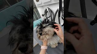 This sweet boy got instant relief. #doggrooming #mobilegrooming #mobilegroomer #petgrooming #pets