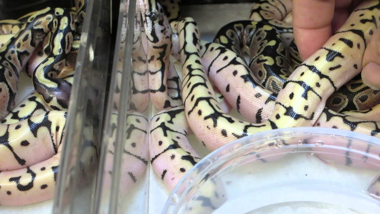 rat snakes in alabama Results Of Clutch # 3 / 10 Eggs / Bees, Bees & More Bees