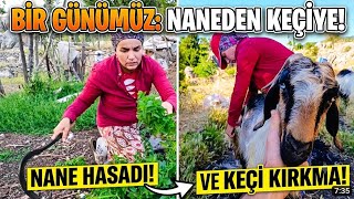 Trt belgesel esme köy İşleri Asla Bitmez! Nane Biçtik, Keçileri Kırktık\