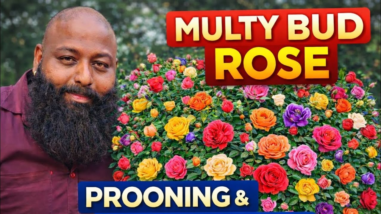 Rose ഇങ്ങനെ ചെയ്തു നോക്കു ROSE CARE TIPS - PART 1