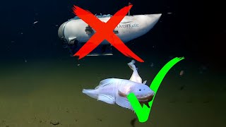 How Deep Sea Fish Survive Extreme Pressure that OceanGate Submersible Titan Can't?