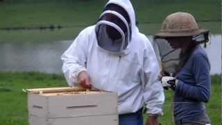 Inspecting Bee Hive