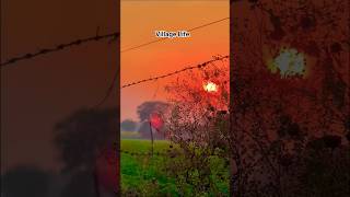 ||Village Life||🌿#trending #farming #views #video #nature #village #viralshorts #short #rajpalyadav
