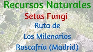 Setas Fungi. Ruta Milenaria Rascafría (Madrid)