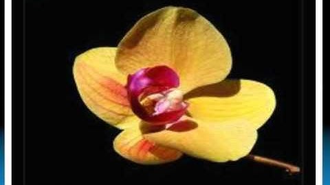 Chúa Nhật Tuần XXVIII Thường Niên Năm A.avi