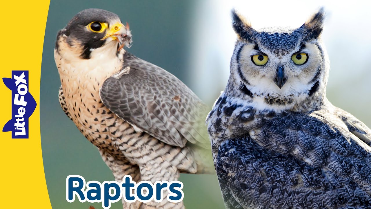 Meet the Raptors: Amazing Birds of Prey - Birds and Blooms