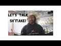 Let's Talk Sh*itake! 🍄 #mushroom #farmer #farming #mushrooms #shiitake