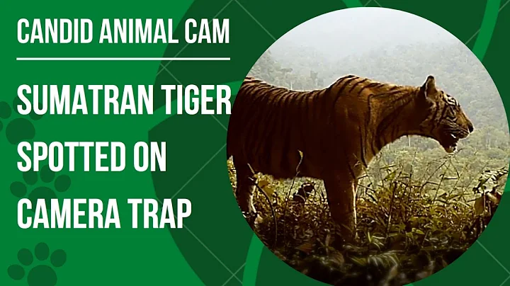 What makes a Sumatran tiger different? | Candid Animal Cam