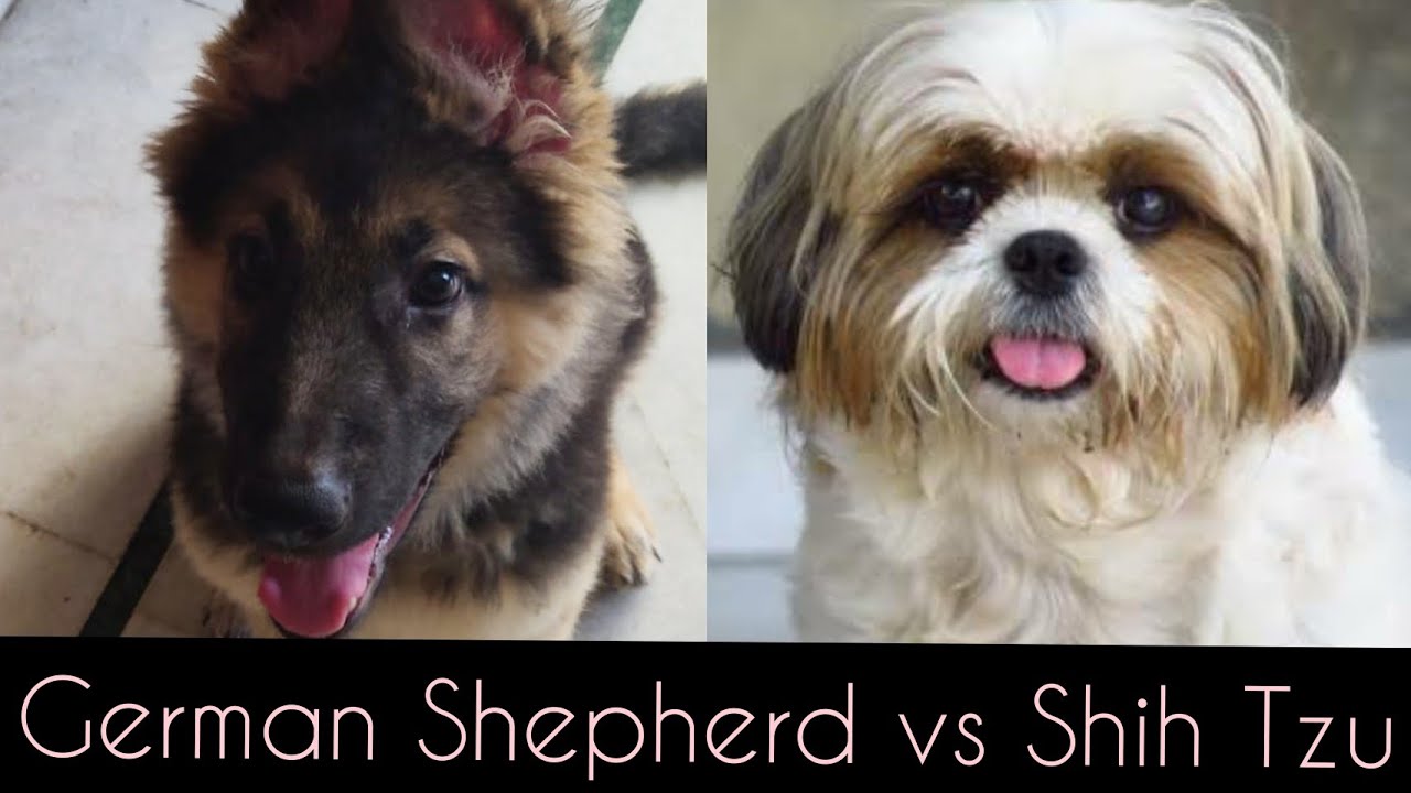 german shepherd shih tzu