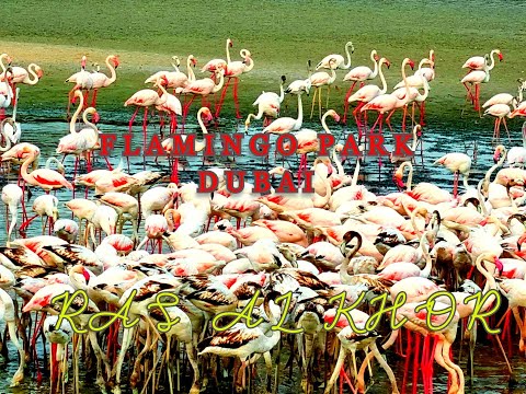 FLAMINGO PARK   RAS AL KHOR, DUBAI