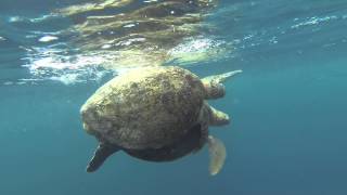 Turtles Mating In Sipadan, Malaysia