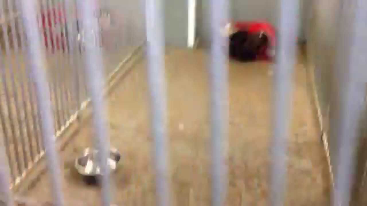 The dogs at Rain Rescue kennels YouTube