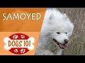 Dogs 101 - SAMOYED - Top Dog Facts About the SAMOYED の動画、YouTube動画。