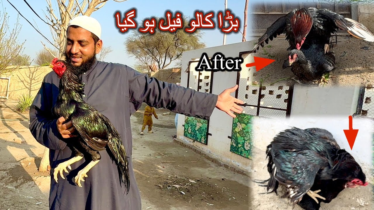 Big Kalo Fail Hugya 🫣 Chota Bazi Le Gya