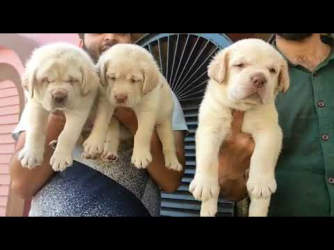 Lebra puppies available contact us on whatsup for more information