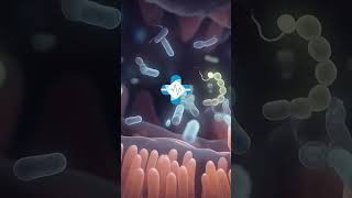 La microbiota es el conjunto de microorganismos (bacterias, virus, hongos y arqueas) .