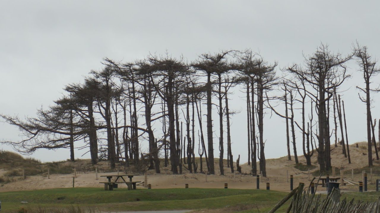 Newborough Forest - Anglesey